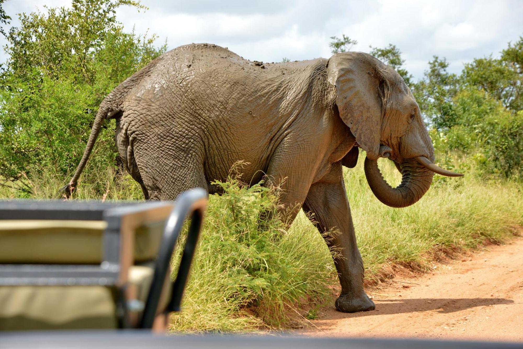 Kruger Safari Lodge Manyeleti vadrezervátum Kültér fotó